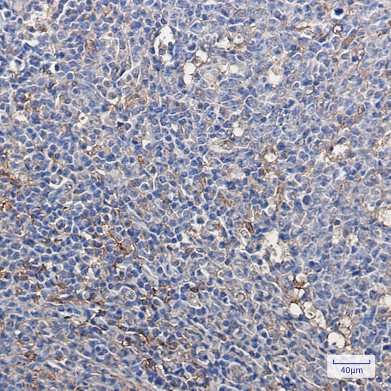 Thioredoxin Rabbit mAb