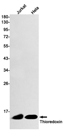 Thioredoxin Rabbit mAb