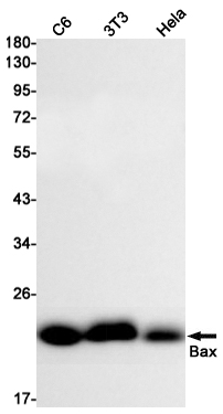 Bax Rabbit mAb