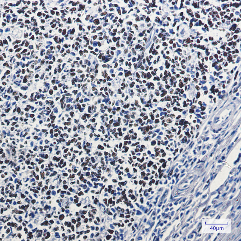 MSH6 Rabbit mAb