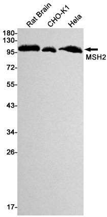 MSH2 Rabbit mAb