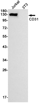 CD31 Rabbit mAb