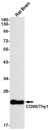 CD90 Rabbit mAb