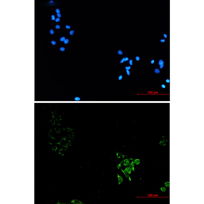 Caveolin 1 Rabbit mAb