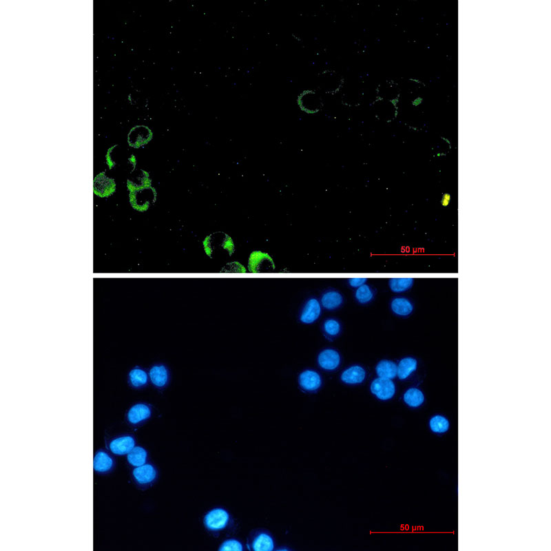 PI3 Kinase p85 alpha Rabbit mAb