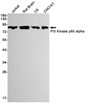 PI3 Kinase p85 alpha Rabbit mAb