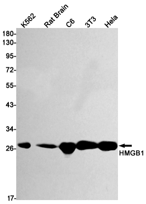 HMGB1 Rabbit mAb