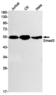 Smad3 Rabbit mAb