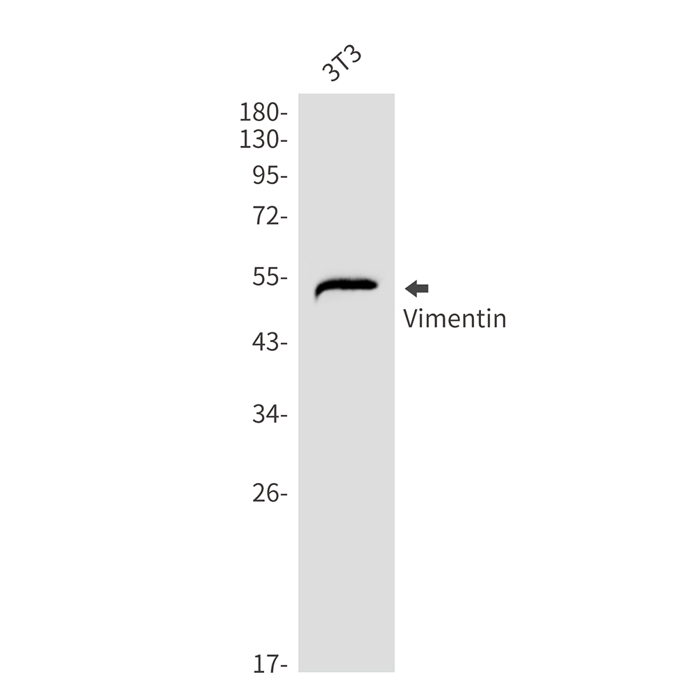 Vimentin Rabbit mAb