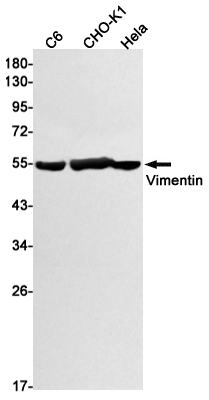 Vimentin Rabbit mAb