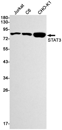 STAT3 Rabbit mAb