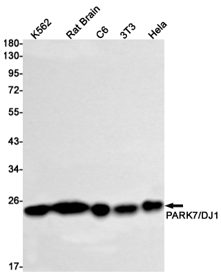 PARK7/DJ1 Rabbit mAb