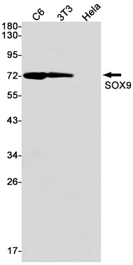 SOX9 Rabbit mAb