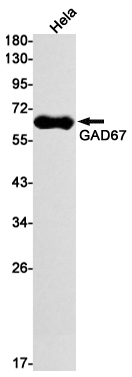 GAD67 Rabbit mAb