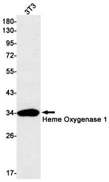 Heme Oxygenase 1 Rabbit mAb