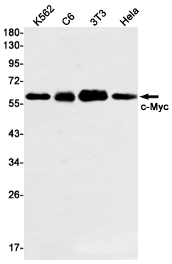 c-Myc Rabbit mAb