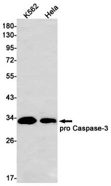 Caspase 3 Rabbit mAb