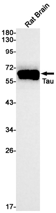 Tau Rabbit mAb