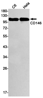 CD146 Rabbit mAb