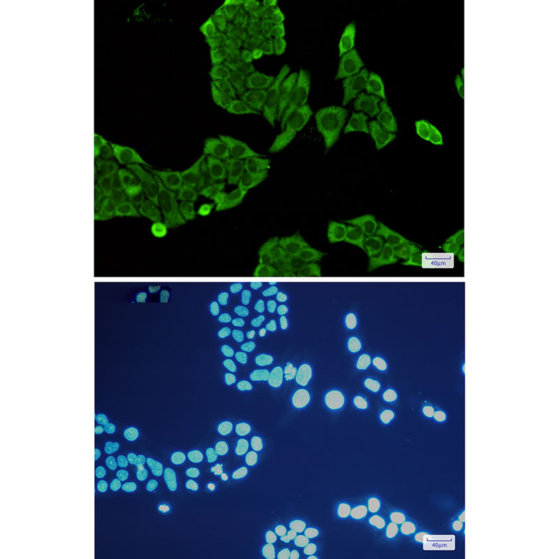 Annexin V Rabbit mAb