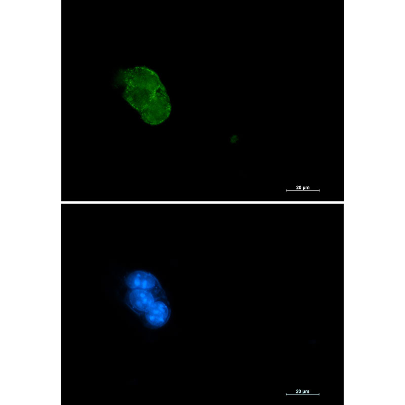 Caspase 3 Rabbit mAb