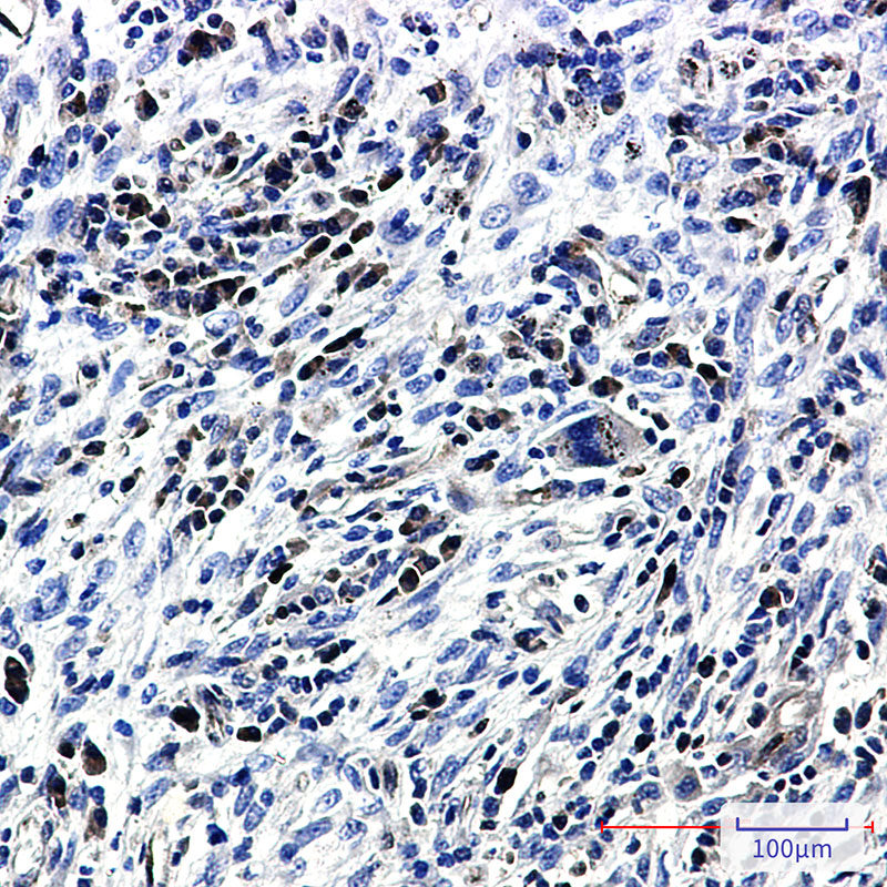 Caspase 3 Rabbit mAb