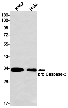 Caspase 3 Rabbit mAb