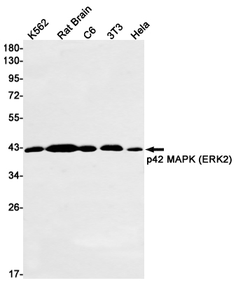 ERK2 Rabbit mAb