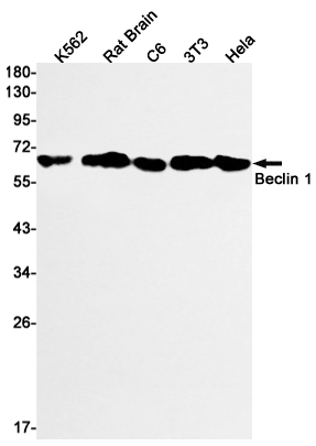 Beclin 1 Rabbit mAb