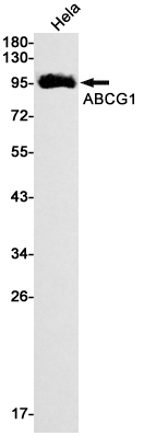 ABCG1 Rabbit mAb