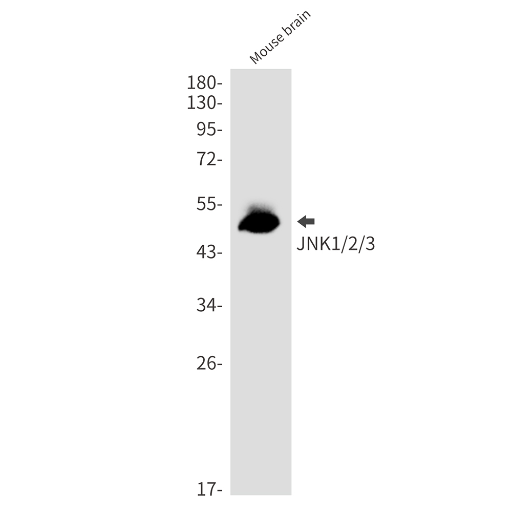 JNK Rabbit mAb