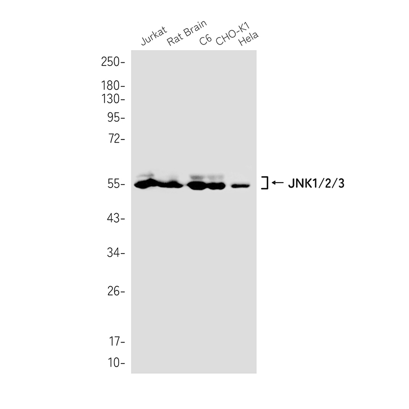 JNK Rabbit mAb