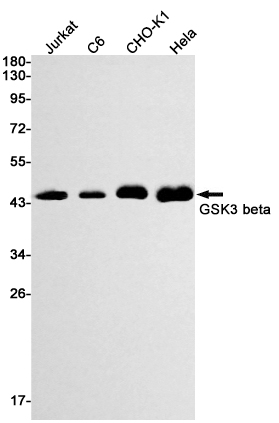 GSK3 beta Rabbit mAb