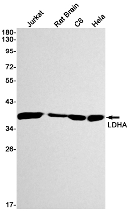 Lactate Dehydrogenase A Rabbit mAb