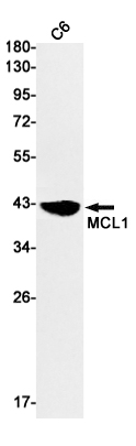 MCL1 Rabbit mAb