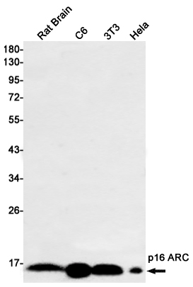 p16 ARC Rabbit mAb