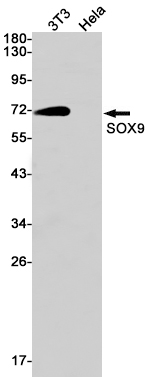 SOX9 Rabbit mAb