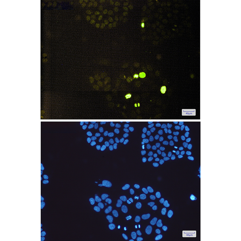 Phospho-Histone H3 (Thr3) Rabbit mAb