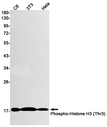 Phospho-Histone H3 (Thr3) Rabbit mAb