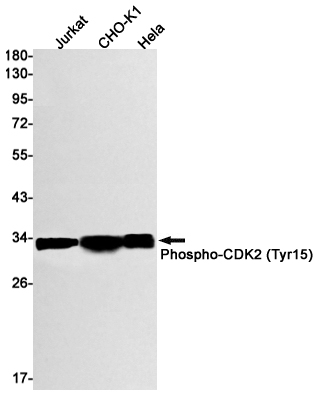 Phospho-CDK2 (Tyr15) Rabbit mAb