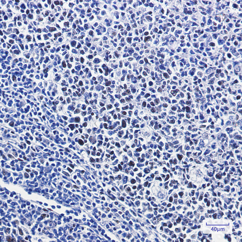 Phospho-Nrf2 (Ser40) Rabbit mAb