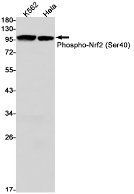 Phospho-Nrf2 (Ser40) Rabbit mAb