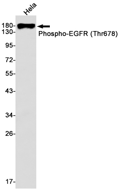 Phospho-EGFR (Thr678) Rabbit mAb