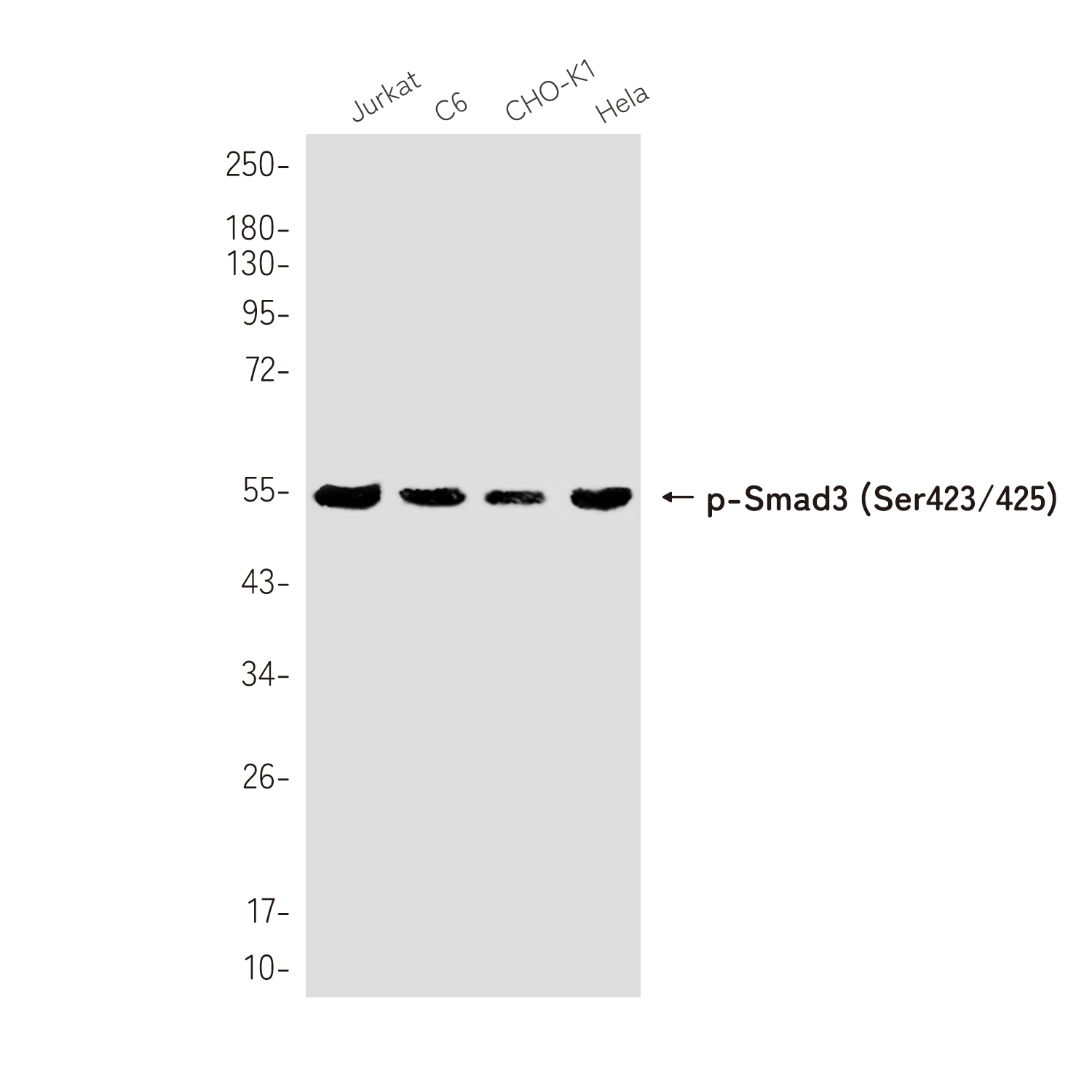 Phospho-Smad3 (Ser423/425) Rabbit mAb