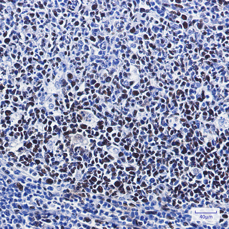 Phospho-MCM2 (Ser41) Rabbit mAb