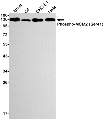 Phospho-MCM2 (Ser41) Rabbit mAb