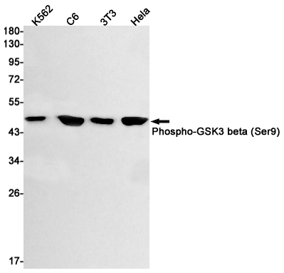 Phospho-GSK3 beta (Ser9) Rabbit mAb