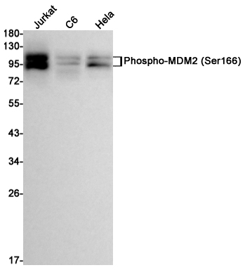 Phospho-MDM2 (Ser166) Rabbit mAb