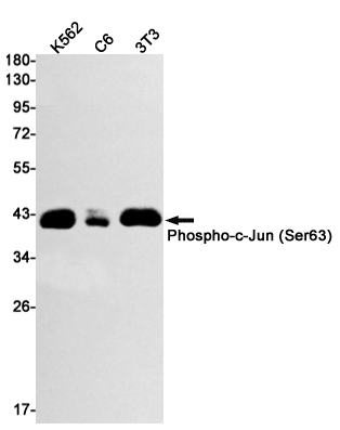 Phospho-c-Jun (Ser63) Rabbit mAb