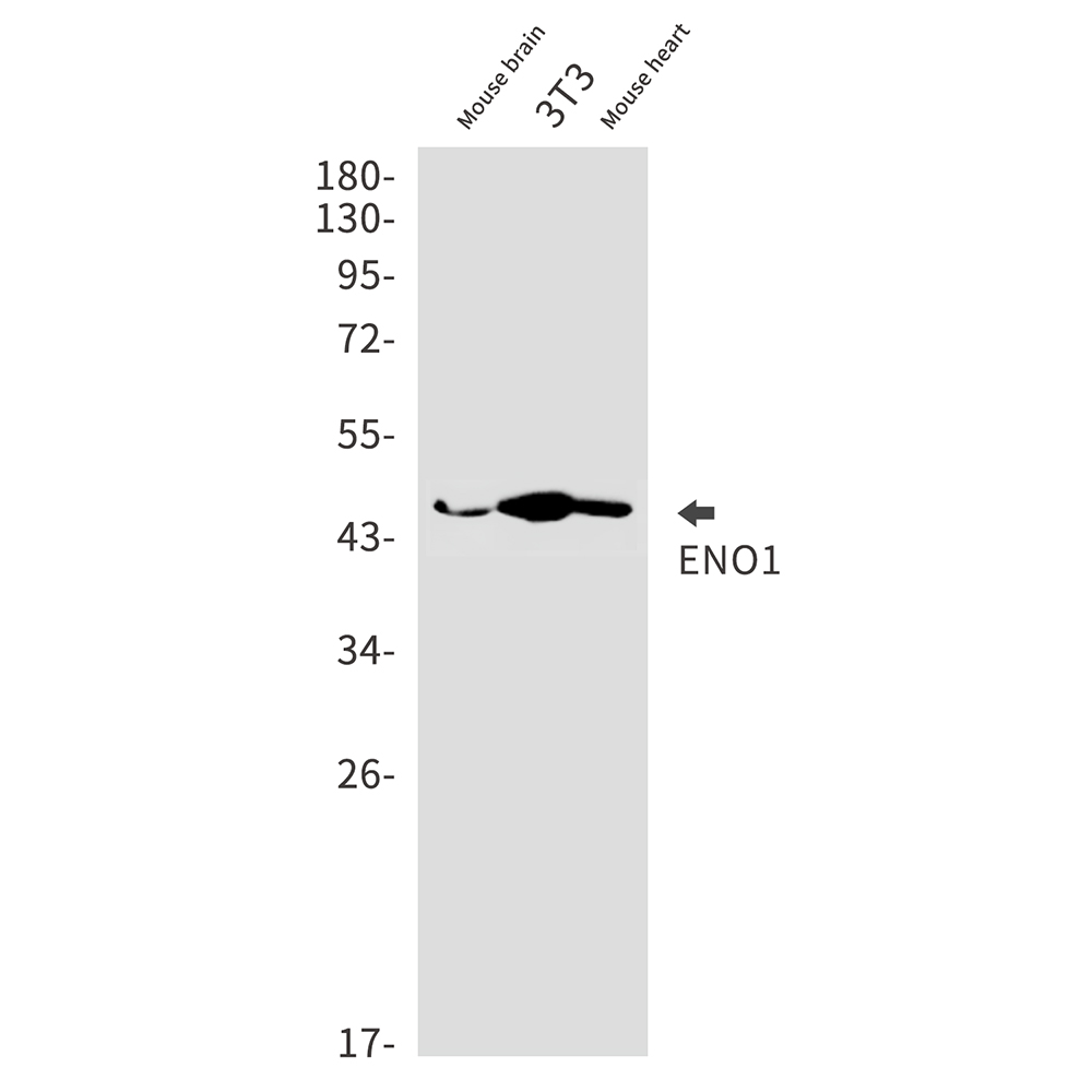 ENO1 Rabbit mAb